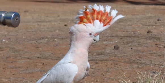 米契尔少校凤头鹦鹉多少钱？别买贵了