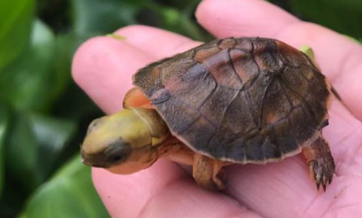 潘氏闭壳龟吃什么食物，你还不知道吗？