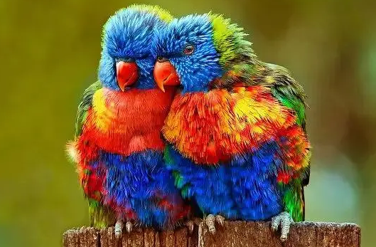 彩虹吸蜜鹦鹉如何分公母？可以来学习一下