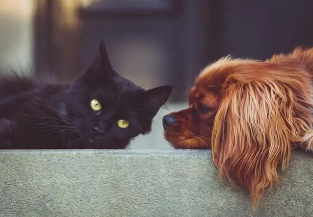 宠物医生都在推荐的大宠爱,有什么驱虫优势? 宠物医生都在推荐的大宠爱,有什么驱虫优势?