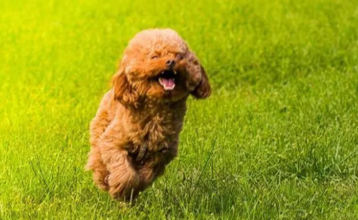 体味最小最干净的犬，你知道是什么吗？