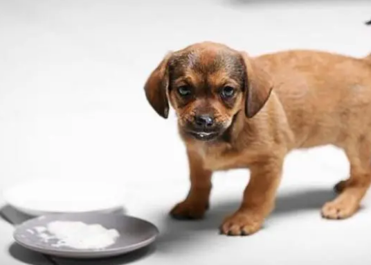 狗狗可以长期吃益生菌吗？