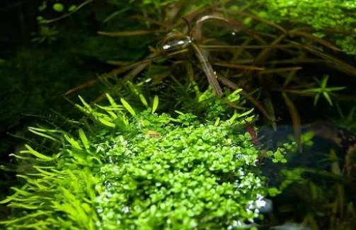 水草入鱼缸前要有此操作，有做到位吗？
