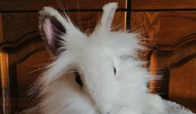 狮子头兔和垂耳兔哪个贵?我来告诉你 狮子头兔和垂耳兔哪个贵?我来告诉你