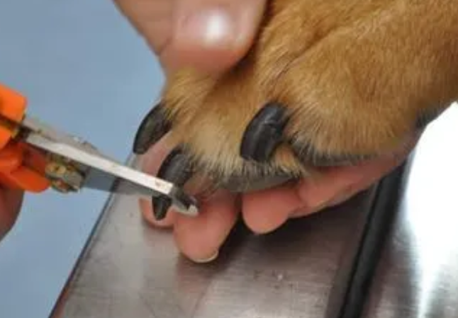 带你了解给狗剪指甲剪到血线流血怎么办？