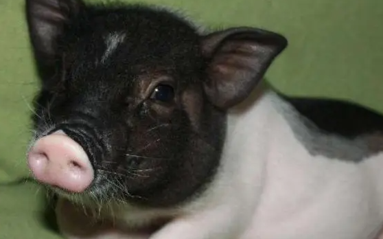 胡利亚尼猪是泰国小香猪吗?看完这篇文章你就知道 胡利亚尼猪是泰国小香猪吗?看完这篇文章你就知道