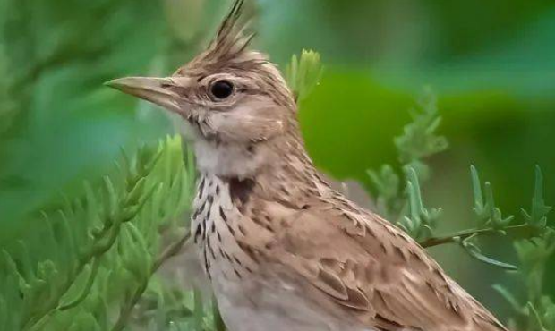 凤头百灵的寿命是多少？原来有如此长寿！