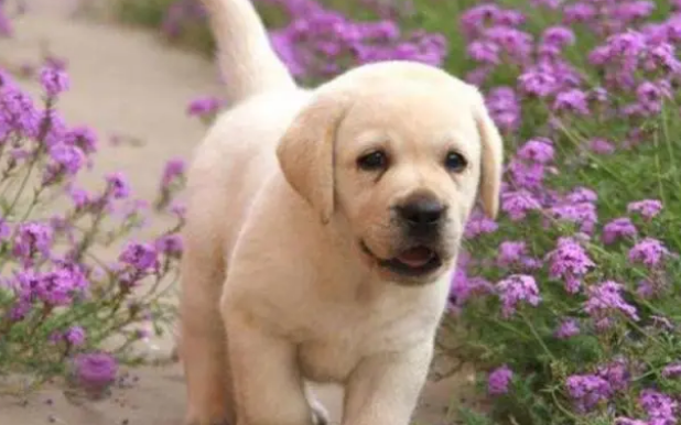 刚抱的小狗为什么放到笼子里养?原因有5个 刚抱的小狗为什么放到笼子里养?原因有5个