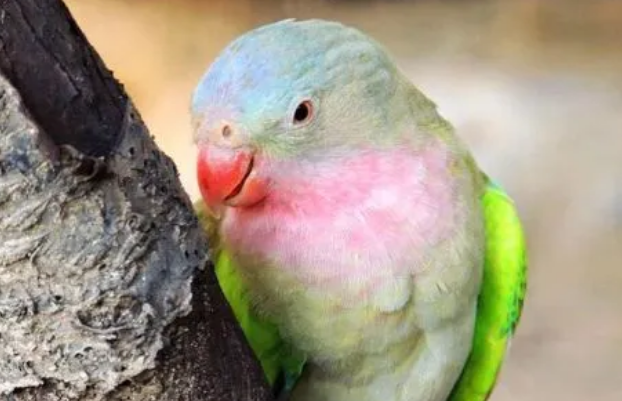 公主鹦鹉多少钱一只？来了解一下吧