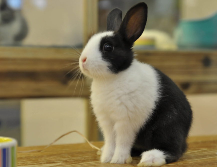 可以给家里的宠物兔洗澡吗？嗯~怎么不可以呢