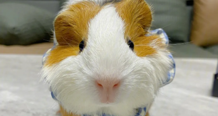 荷兰猪怕热吗?饲养要注意什么? 荷兰猪怕热吗?饲养要注意什么?