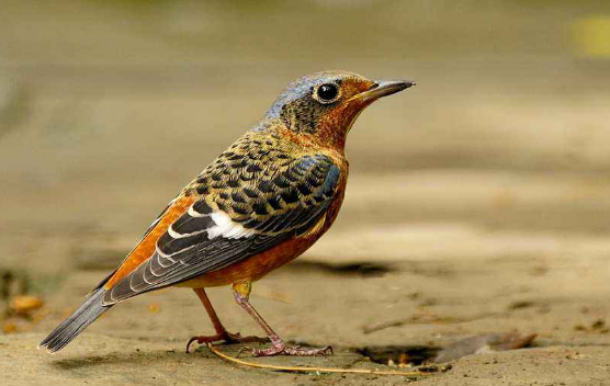 白喉矶鸫价格多少？答案这里可以找到！