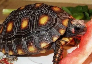 你们说,红腿陆龟可以吃胡萝卜吗? 你们说,红腿陆龟可以吃胡萝卜吗?