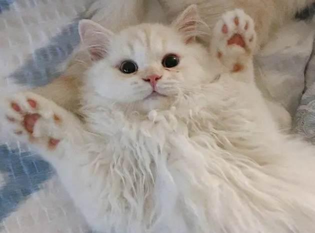 猫咪换粮失败怎么办?教你6招,让猫咪顺利换粮食 猫咪换粮失败怎么办?教你6招,让猫咪顺利换粮食