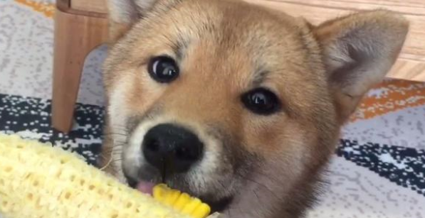 小狗感冒吃什么感冒药效果快