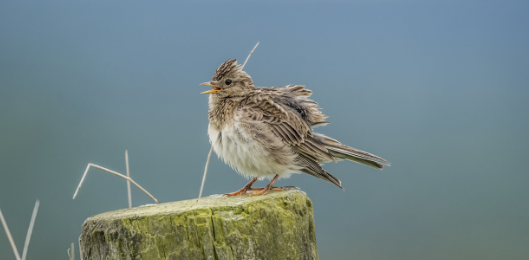 云雀的别名叫什么？你们知道吗？