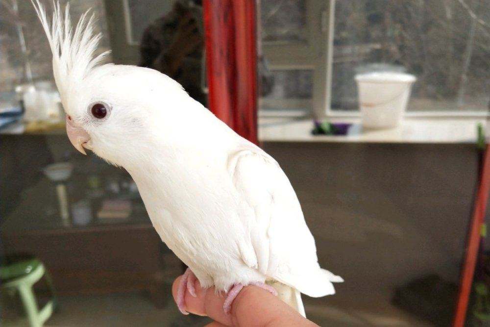 不知道玄凤鹦鹉感冒怎么办？看看这篇文章