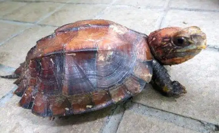 条颈摄龟冬眠吗？看完这篇文章你就知道了！