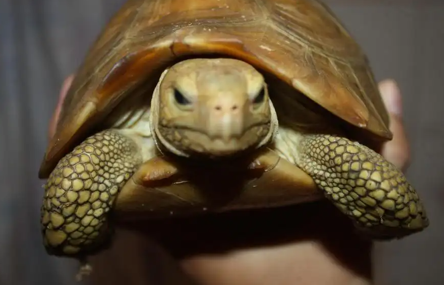 象龟价格多少钱一只？你们可以来了解了解