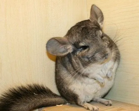 龙猫可以当做宠物饲养吗？