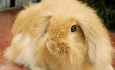 缎毛安哥拉兔能家养吗？不清楚的来看看