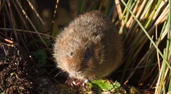 水田鼠可以训练吗?掌握方法就不难! 水田鼠可以训练吗?掌握方法就不难!