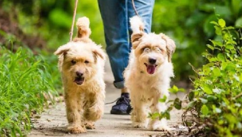 给边境牧羊犬佩戴牵引绳的好处，来了解下吧