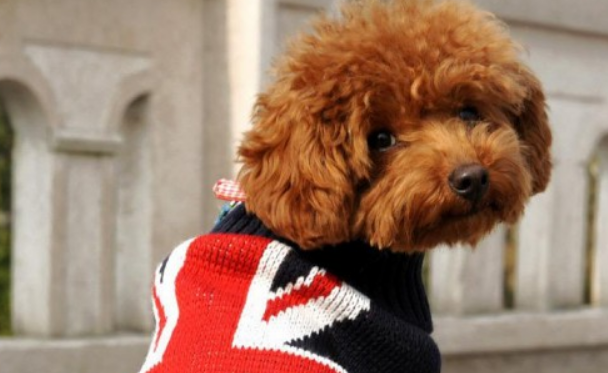 狗可以吃蘑菇类吗？可以吃但要适量