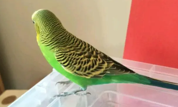 今日科普：虎皮鹦鹉吃什么水果？