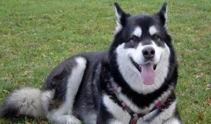 狗非经期尿道口有血，铲屎官们要注意了