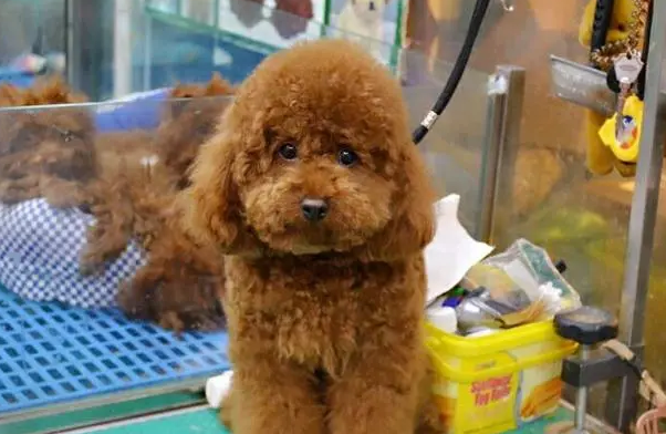 宠物店收狗吗？来了解一下吧