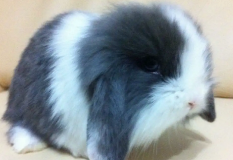 道奇垂耳兔怎么养？看完秒懂！