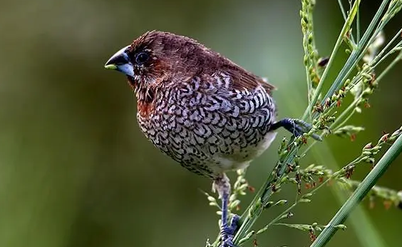 你们知道，斑文鸟是不是保护动物？