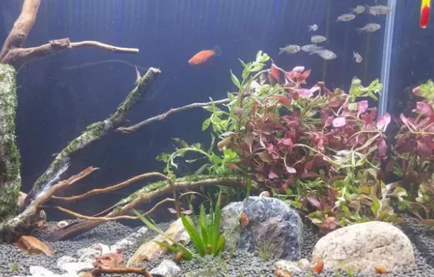 鱼缸水混有妙招，专治各种水混，调理鱼缸水质