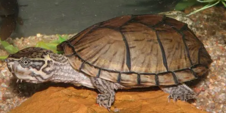 养剃刀龟需要注意什么？来看这里！