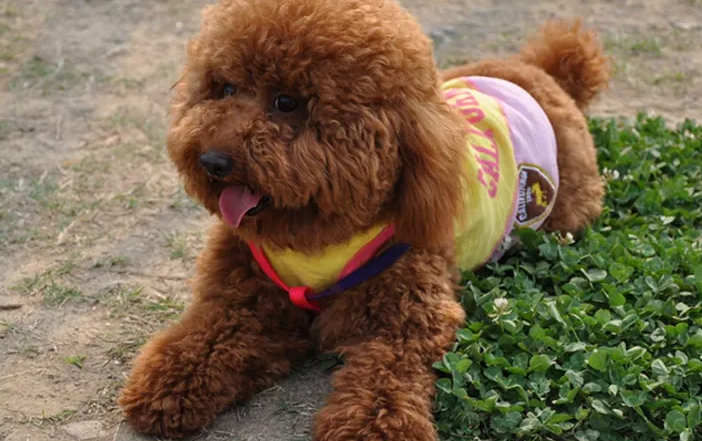 小体泰迪为啥容易死？有人清楚吗？