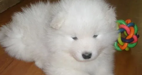 萨摩耶幼犬喝羊奶的好处