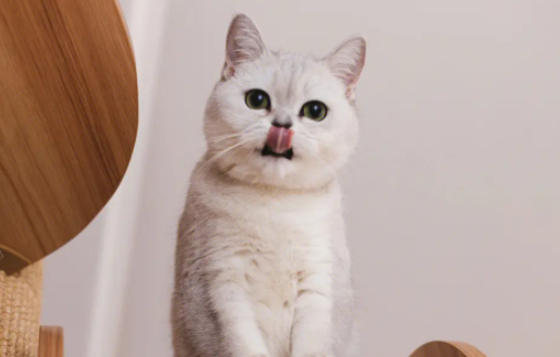 猫肚子里有虫子的状态是什么样的呢？