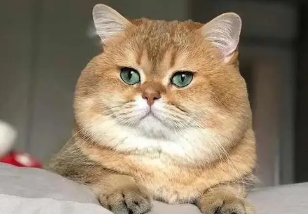 金渐层如何鉴别？主人可以学习下