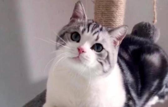 长不大的猫咪品种有哪些？喜欢小型猫的朋友不要错过！