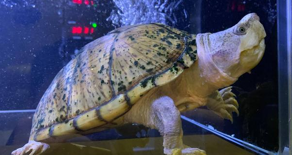 想知道剃刀龟临死前的征兆？来了解下