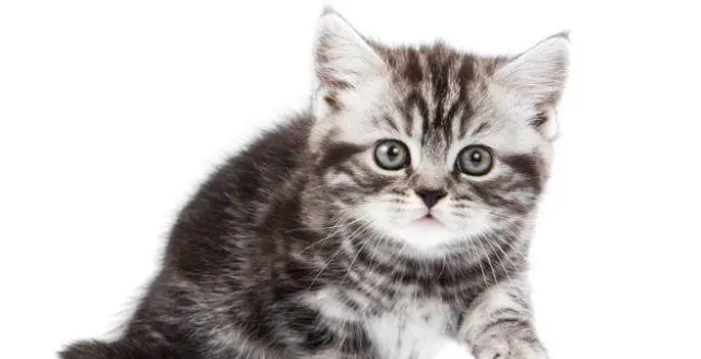 一分钟教你分辨正规猫舍和后院猫舍！