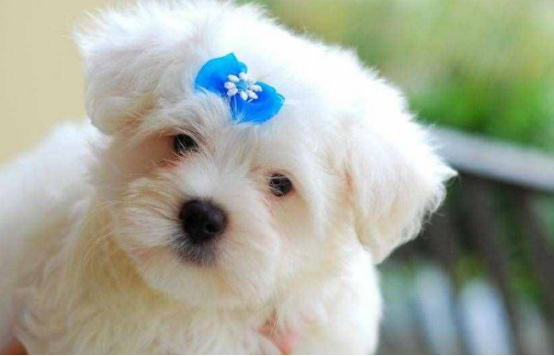 从你给狗狗取的名字中,暴露了你的年龄 从你给狗狗取的名字中,暴露了你的年龄