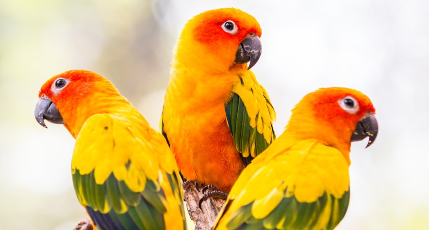 太阳锥尾鹦鹉能活多少年？你肯定不知道