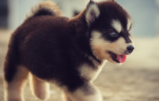 警犬会做绝育吗，好奇的小伙伴快看过来吧~