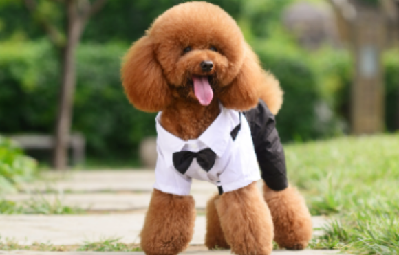 香槟色泰迪会褪成白色！有这么神奇吗