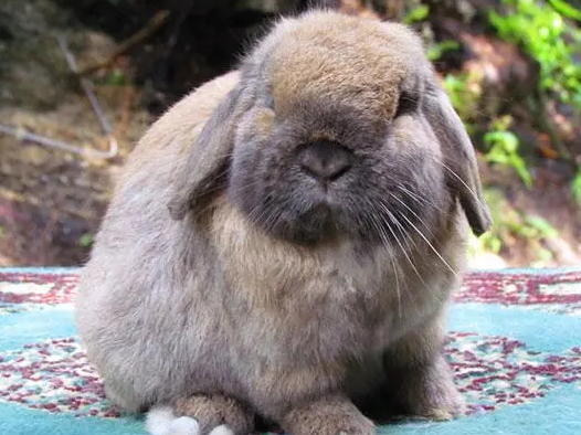 荷兰垂耳兔的性格特点,不清楚的来看看吧 荷兰垂耳兔的性格特点,不清楚的来看看吧