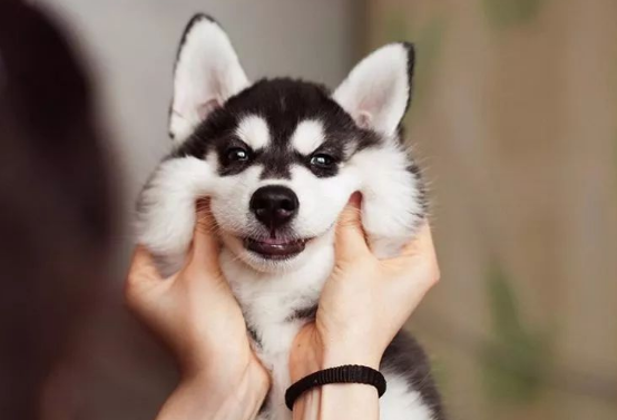 哈士奇看起来傻乎乎的，这是为啥？