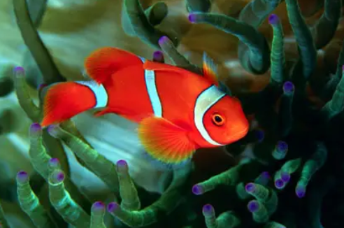 金边透红小丑鱼品种大揭秘！！！