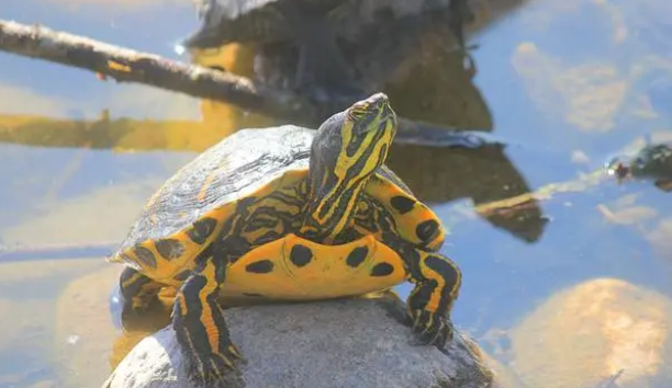 乌龟晒背，家里没阳光照射，用这几种方法来解决